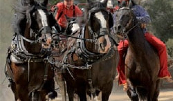 OK CORRAL offre une expérience immersive avec un spectacle de cow-boys, idéal pour les familles en quête de divertissement en Provence. Les cavaliers costumés et les chevaux majestueux créent une ambiance Far West captivante, parfaite pour une journée en famille remplie de sensations fortes et d'animations en plein air.